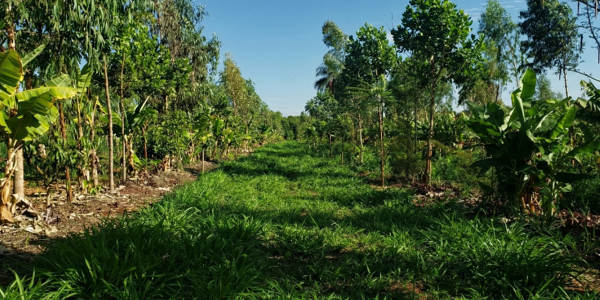 Sistemas agroflorestais, o que precisamos saber?