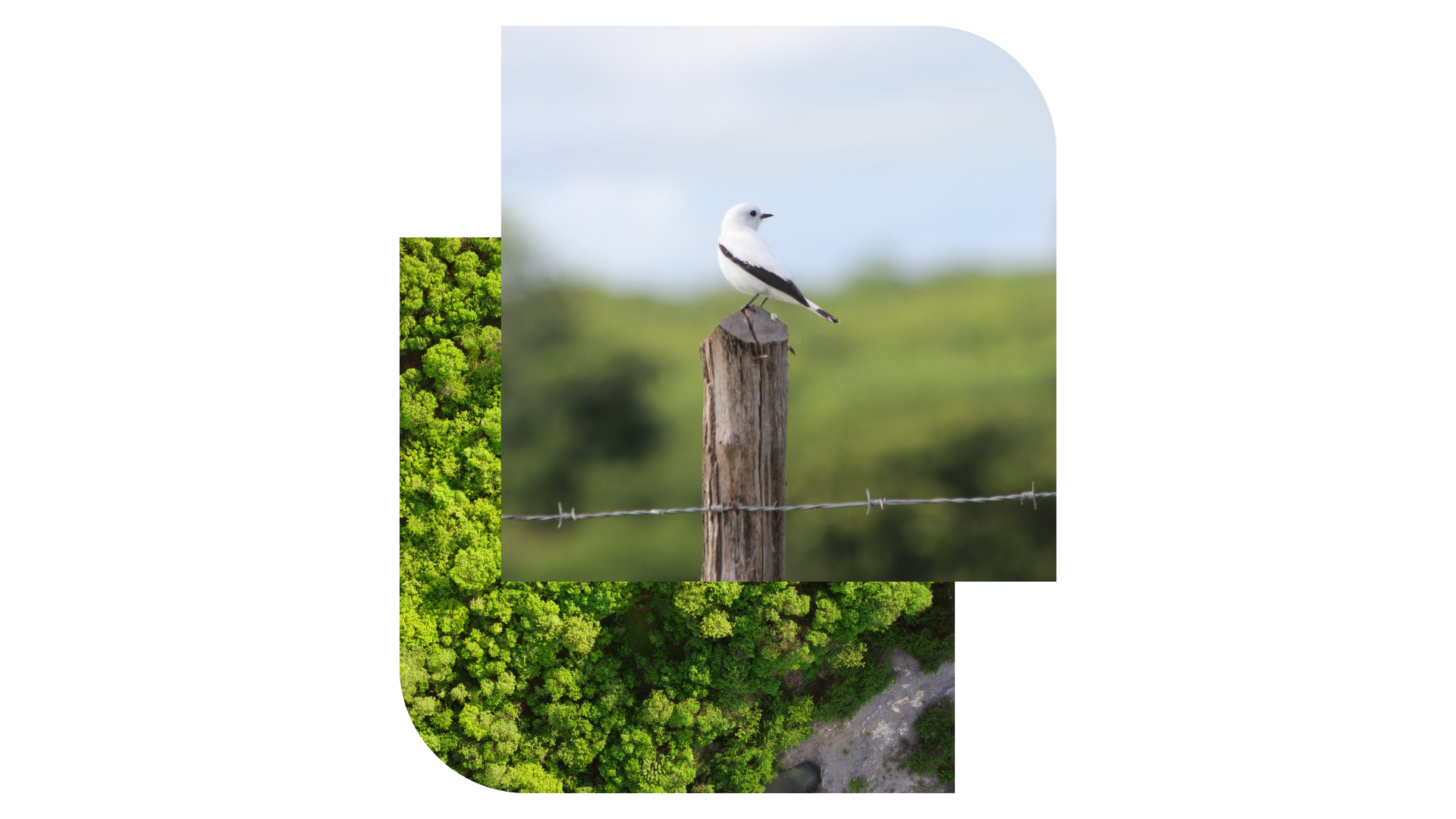 Imagem de pássaro em vidro.