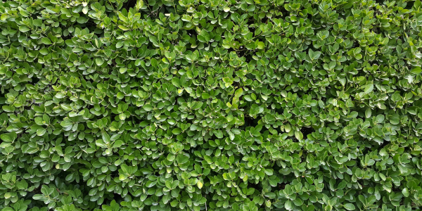 Design sem nome (12)